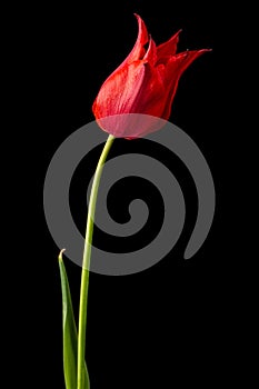 Flower of red tulip closeup, isolated on black background