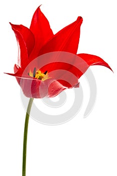 Flower of red tulip closeup, isolated on white background