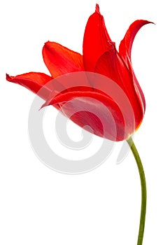 Flower of red tulip closeup, isolated on white background