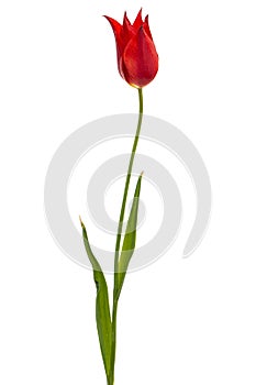 Flower of red tulip closeup, isolated on white background