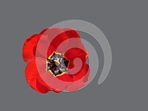 Flower of red tulip on grey background