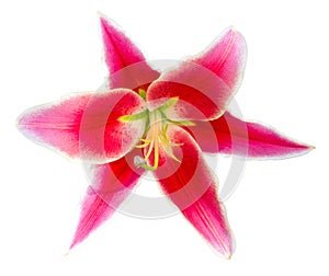 Flower red wine lily isolated on white background with clipping path . - Image