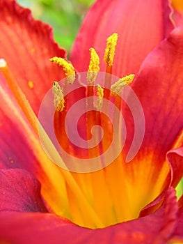 Flower red yellow azalea photo