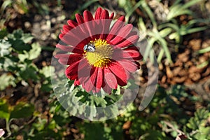 Flower of red and yellow Chrysanthemum with fly in November