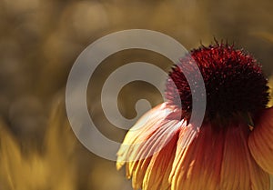 A flower red-yellow at dawn. Blossoms on a yellow-brown blurred background bokeh. Close-up. Floral background. Soft focus.