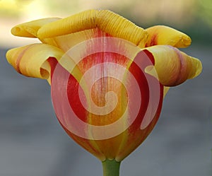 The flower of a red and yellow parrot tulip with petals characteristically curling back