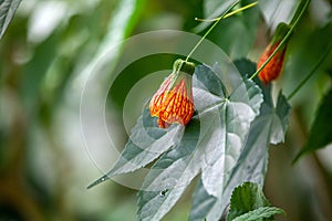 Flower of a redvein abutilon, Callianthe picta