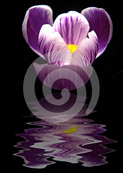 Flower reflection