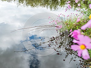 Flower reflection in the water