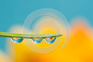 Flower refraction in dew drops on a blade of grass