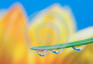 Flower refraction in dew drops on a blade of grass