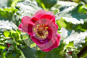 The flower of the remontant varietal strawberry