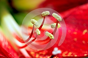 Flower reproduction centre