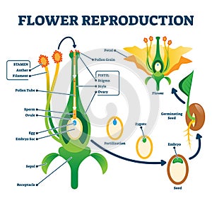 Flower reproduction vector illustration. Labeled process of new plants scheme