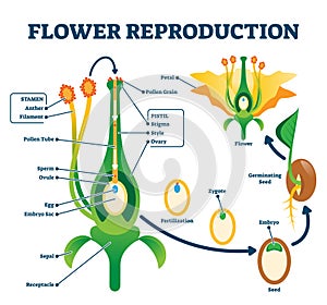 Flower reproduction vector illustration. Labeled process of new plants scheme photo