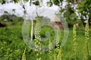 Flower of Reseda lutea (yellow mignonette) photo