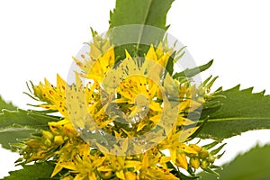 Flower of rhodiola rosea, isolated on white background