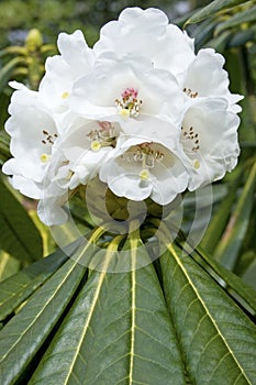 Flower rhododendron