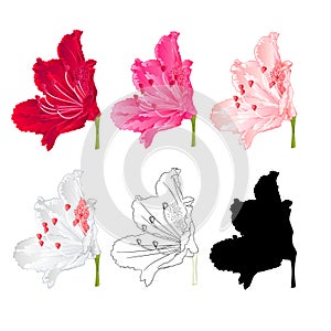 Flower rhododendron mountain shrub red,pink, light pink, white , outline and silhouette on a white background vintage bloom eleve