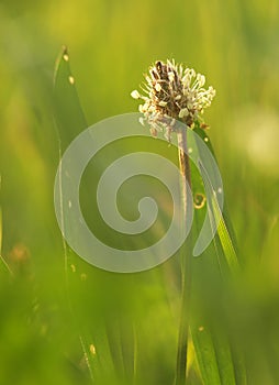 Flower Ribwort plantain herbaceous perennial of medical plant in grass on meadow near forest with green leaves and stem at sunset.