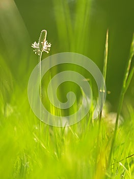 Flower Ribwort plantain herbaceous perennial of medical plant in grass on meadow near forest with green leaves and stem at sunset.