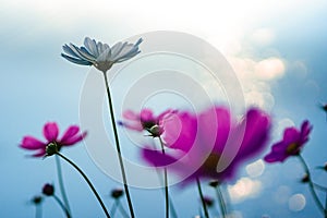 Flower with rimlight