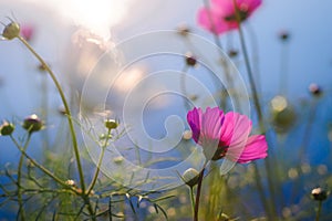 Flower with rimlight