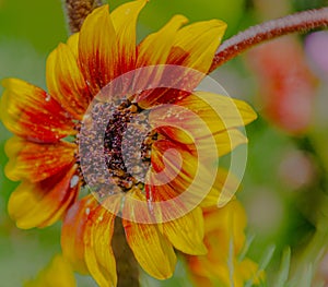 Flower Ring of fire Sunflower from the Royal Botanical Garden, Sydney New South Wales Australia.