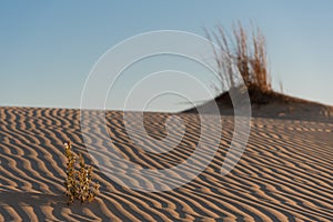 Flower with ripples in dunes at Monahans Sandhills