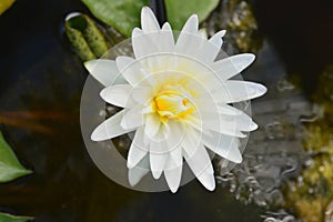 Flower in the river