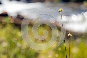 The flower beside the river