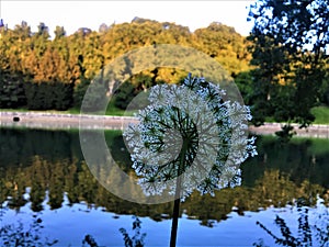 Flower, river, reflection and nature photo