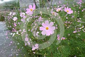 Flower on the road