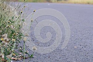 Flower and road abstract.view vintage style.