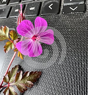 Flower of Robert's Geranium, Geranium robertianum, Red Robin