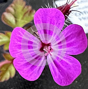 Flower of Robert's Geranium, Geranium robertianum, Red Robin