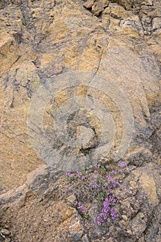 flower on rock cliff photo