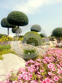 Flower - Rock - Tree : Interdependence photo