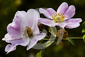 Flower of rockrose Close nature