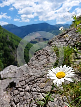 Kvetinové skaly Pohľad Príroda Slovensko