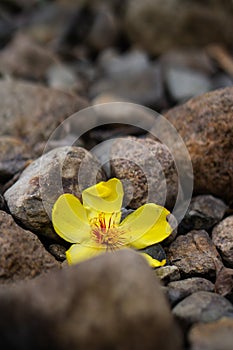 A contrasty flower in rocks photo