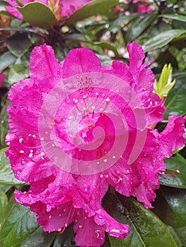 Flower rododendron pinkflower photo