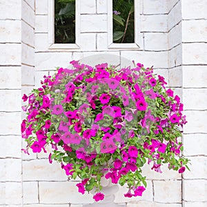 Flower on roman flower pot decorative at brick wall