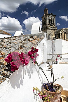 Flower at a roof