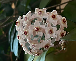 A flower of the room-scented Hoya carnosa snowball.