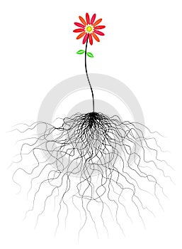 Flower and roots