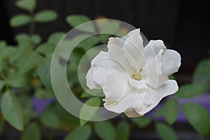 Flower Rosa Multiflora white photo