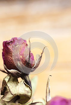 Flower rose