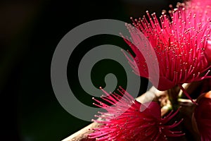 Flower of rose apple lined on the branches.Rose of apples lined the branches. In the botanical garden in Thailand.