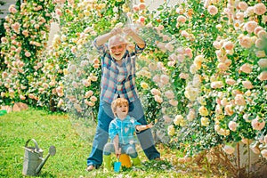 Flower rose care and watering. Grandfather with grandson gardening together. Gardener cutting flowers in his garden